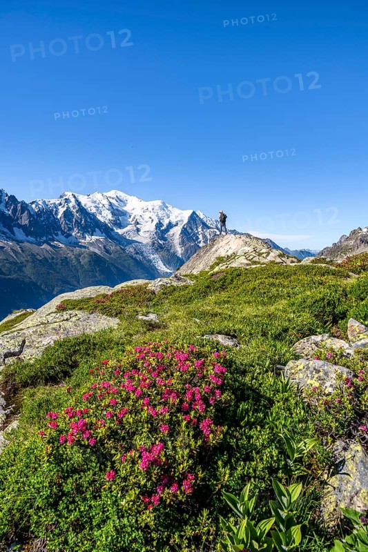 Mountaineer in mountain landscape with alpine roses, mountain panorama with glaciated summit of Mont Blanc, Mont Blanc massif, Aiguilles Rouges, Chamonix-Mont-Blanc, Haute-Savoie, France