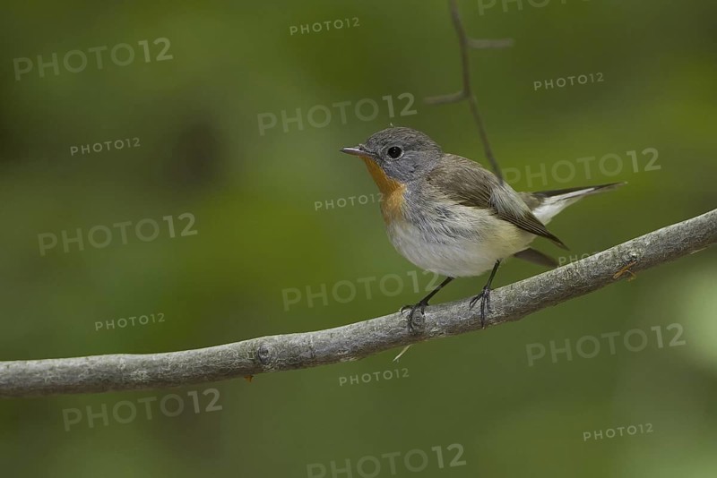 Red-breasted Flycatcher (Ficedula parva), Mecklenburg-Western Pomerania, Germany
