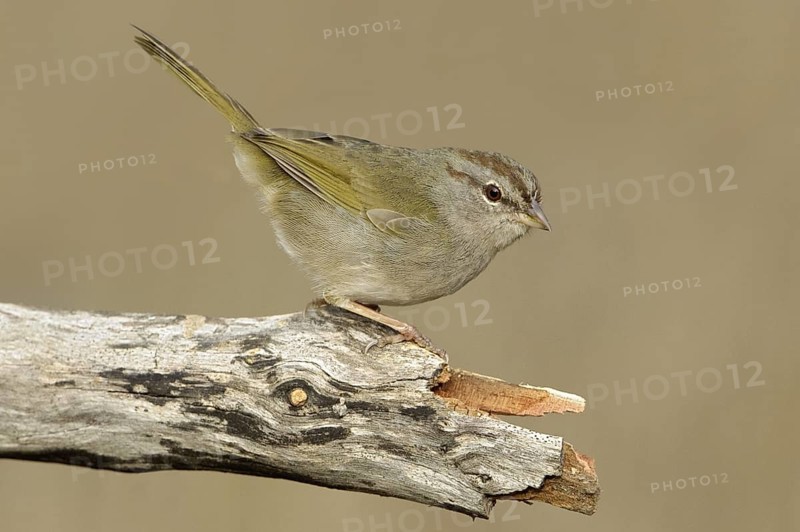 Olive Sparrow (Arremonops rufivirgatus), Texas, USA
