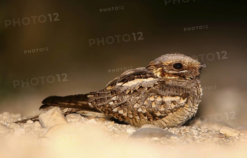 Red-necked Nightjar (Caprimulgus ruficollis), Pancas, Portugal