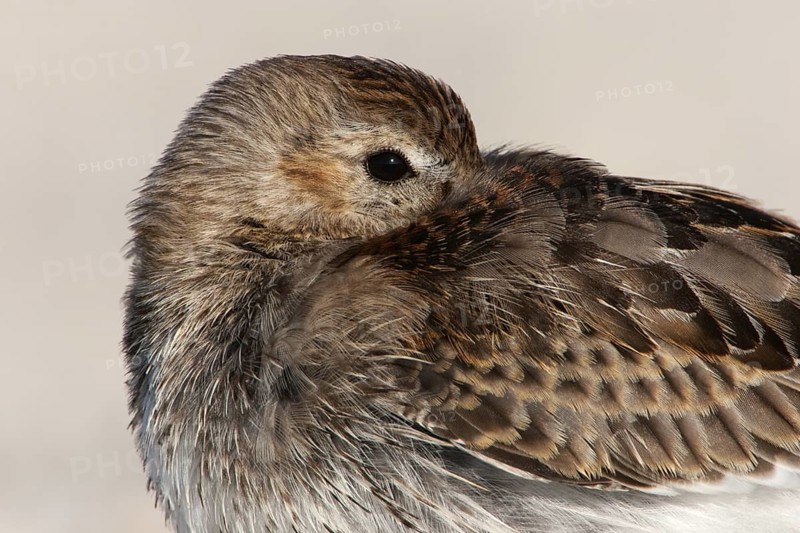 Dunlin (Calidris alpina), Schleswig-Holstein, Germany
