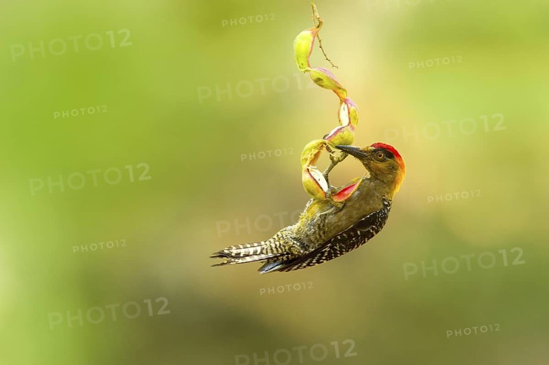 Golden-cheeked Woodpecker Melanerpes chrysogenys El Tuito, Jalisco, Mexico 10 June Adult Male hanging from seed pod. Picidae