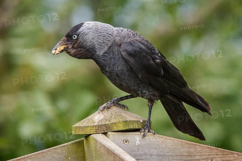 Western Jackdaw (Corvus monedula), Bempton, United Kingdom
