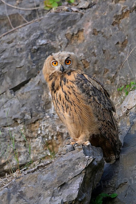 Eurasian Eagle-Owl (Bubo bubo) juvenile, perched on a rock, North Rhine-Westphalia, Germany