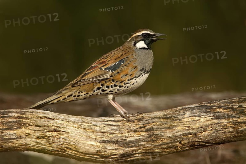 Spotted Quail-thrush (Cinclosoma punctatum) male singing, New South Wales, Australia