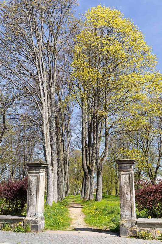 Old avenue in the old cemetery, Neugersdorf, Oberlausitzer Bergland, Saxony, Germany