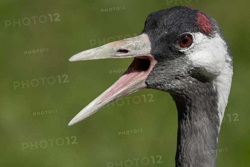 Common crane (Grus grus) adult bird calling, England, United Kingdom