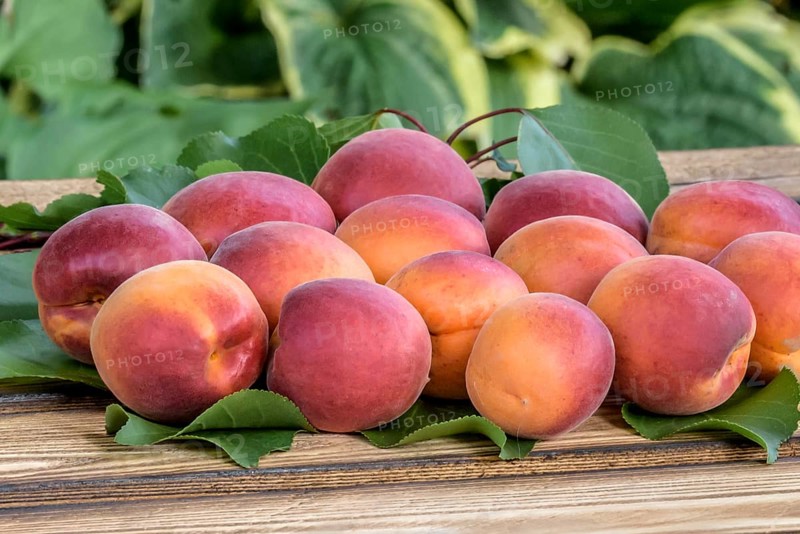 Apricot (Prunus armeniaca 'Lady Cot'),  Austria