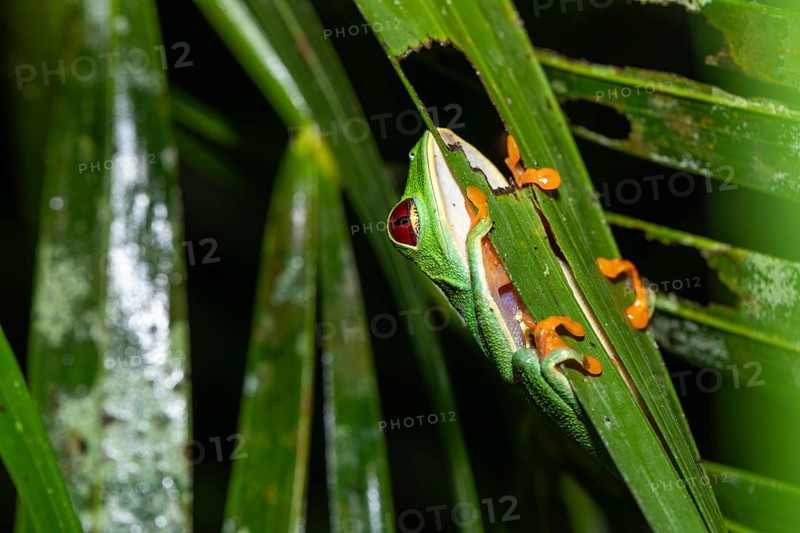 Underside macro shot of a Red-Eyed Tree Frog (Agalychnis callidryas). View focuses on its white belly, blue patterned flanks, and orange suction toes while it clings to a leaf in the Costa Rican rainforest
