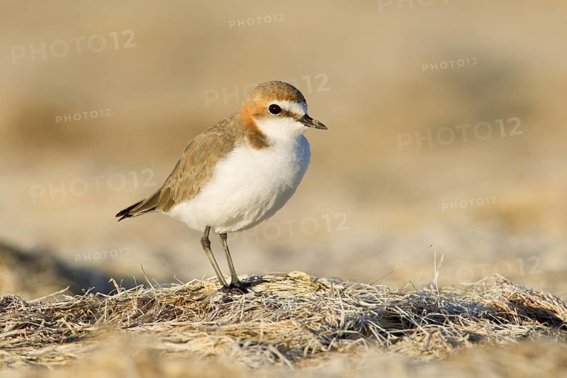 Red-capped Plover (Charadrius ruficapillus) female, Victoria, Australia