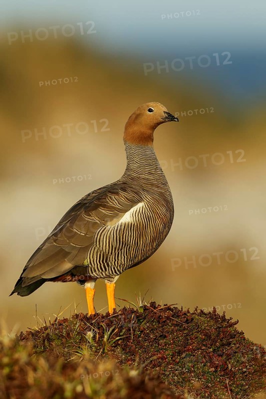 Ruddy-headed Goose (Chloephaga rubidiceps) perched on the ground in the Falkland Islands