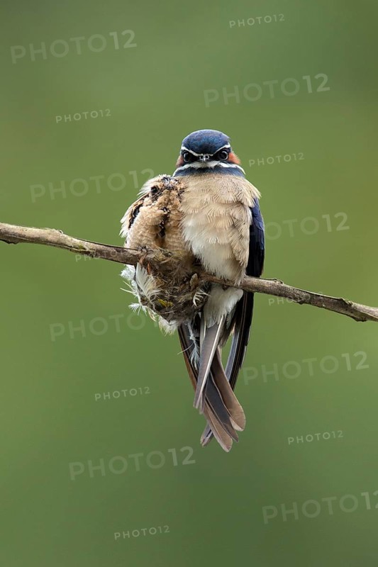 Whiskered Treeswift (Hemiprocne comata) perched on a branch with chick, Pahang, Malaysia