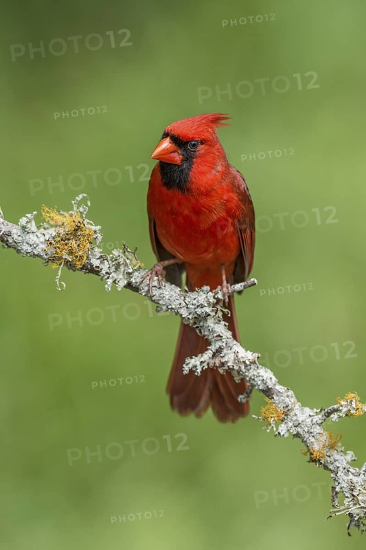 Northern Cardinal (Cardinalis cardinalis) male perched on a twig, Texas, USA