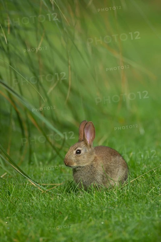 Rabbit (Oryctolagus cuniculus) juvenile baby animal on a garden lawn, Norfolk, England, United Kingdom
