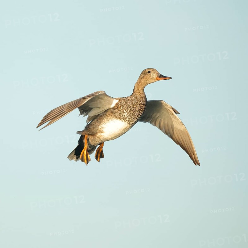 A frieze duck gracefully soars through the clear blue sky over Puebla de BeleÃ±a, Spain. Its wings spread wide, capturing the essence of freedom and natural beauty