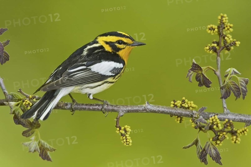 Blackburnian Warbler (Setophaga fusca) male, Ontario, Canada