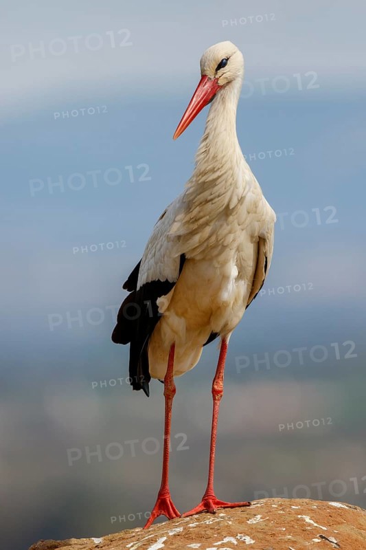 White Stork (Ciconia ciconia), Spain