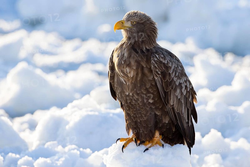 White-tailed Eagle (Haliaeetus albicilla) on snow, Hokkaido, Japan