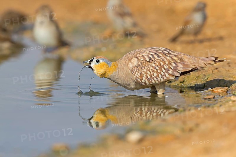 Crowned flying fowl, (Pterocles coronatus), North America, Middle East, family of flying fowl, chicken bird, drinks water at waterhole, Celias Waterhole, Ezuz, HaDarom, Israel