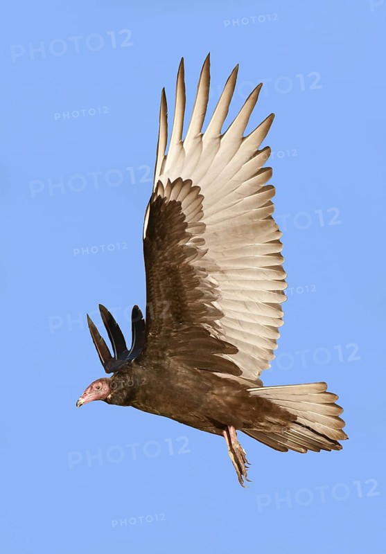 Turkey Vulture (Cathartes aura), Texas, USA
