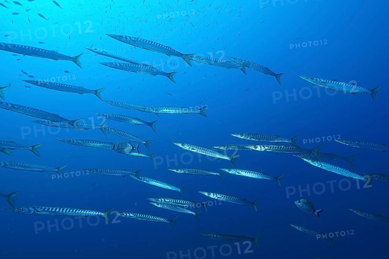 European barracuda (Sphyraena sphyraena)