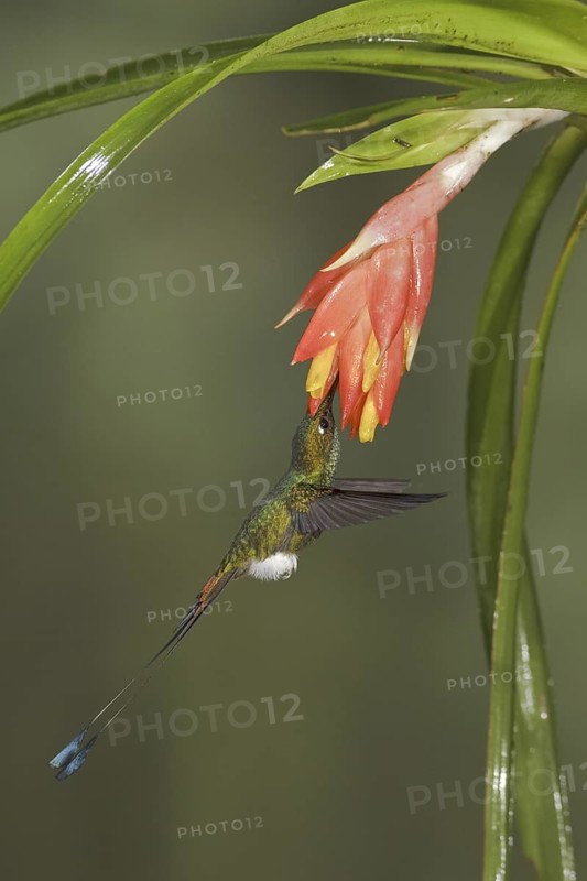 Booted Racket-tail (Ocreatus underwoodii), Ecuador