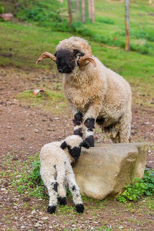 A male Valais Blacknose sheep and a lamb (Avis Aries) stand on a pasture on hilly ground
