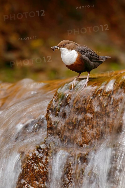 White-throated Dipper, Cinclus cinclus, brown bird with white throat in the river, waterfall in the background, animal behavior in the nature habitat, with food in the bill, nesting time, wildlife Germany