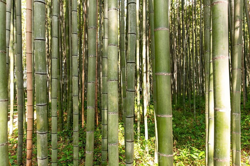 Tall, serene bamboo stalks fill the lush Arashiyama forest in Kyoto, Japan, creating a tranquil, ethereal atmosphere. Sunlight filters through the dense, green canopy