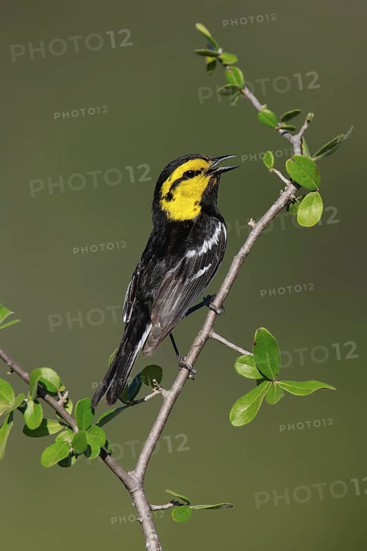 Golden-cheeked Warbler (Setophaga chrysoparia) singing, Texas, USA