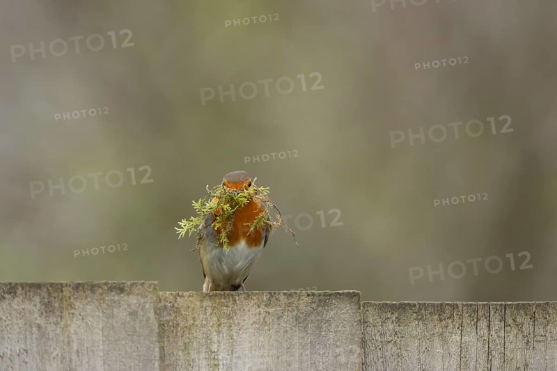 European robin (Erithacus rubecula) adult garden bird with nesting material in its beak on a wooden fence in spring, Suffolk, England, United Kingdom