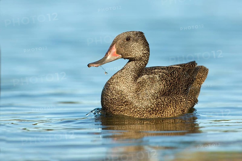 Freckled Duck (Stictonetta naevosa) male, Victoria, Australia