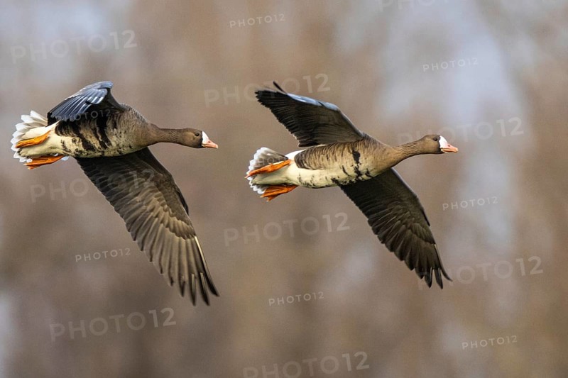 Greater White-fronted Goose (Anser albifrons) flying, North Rhine-Westphalia, Germany