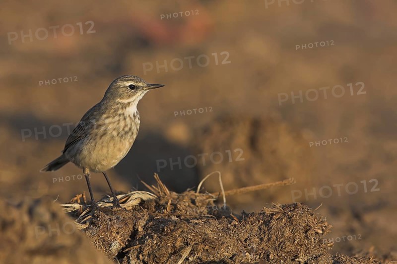 Water Pipit (Anthus spinoletta), Oman