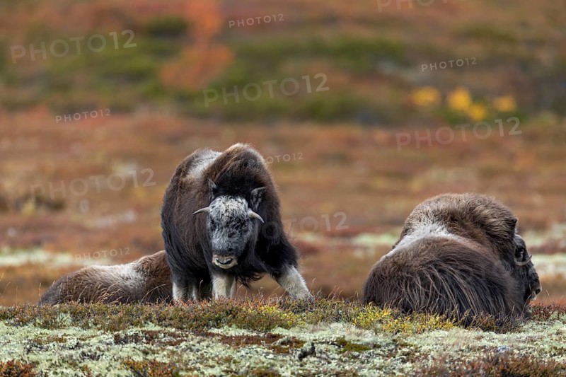 This musk ox calf (Ovibos moschatus) is visibly bored, a behaviour that can often be observed, while the adults take long breaks, the young animals like to occupy themselves with each other, baby animals, autumn, autumn landscape, Ruska, Tundra landscape, September, Norway