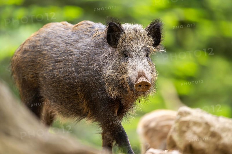 Wild boar (Sus scrofa) walking in a forest, Bavaria, Germany