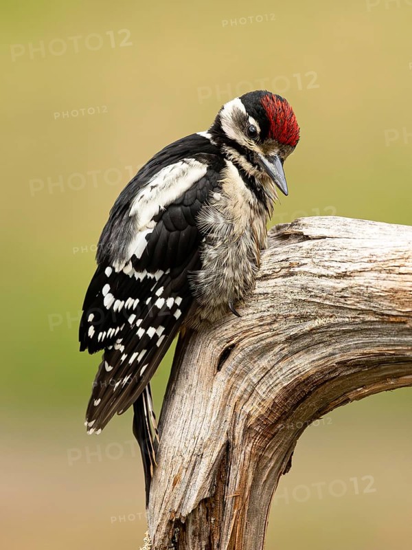 Great Spotted Woodpecker (Dendrocopos major) juvenile, Smaland, Sweden