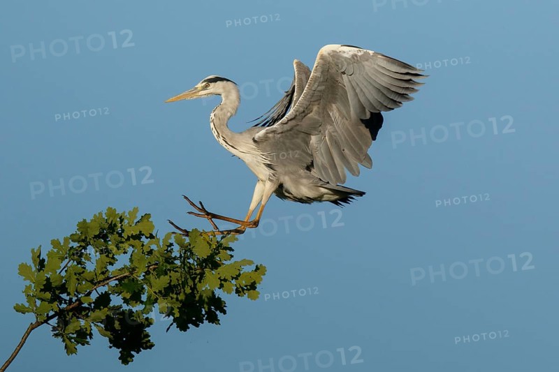 Grey Heron (Ardea cinerea) approaching to tree, North Rhine-Westphalia, Germany