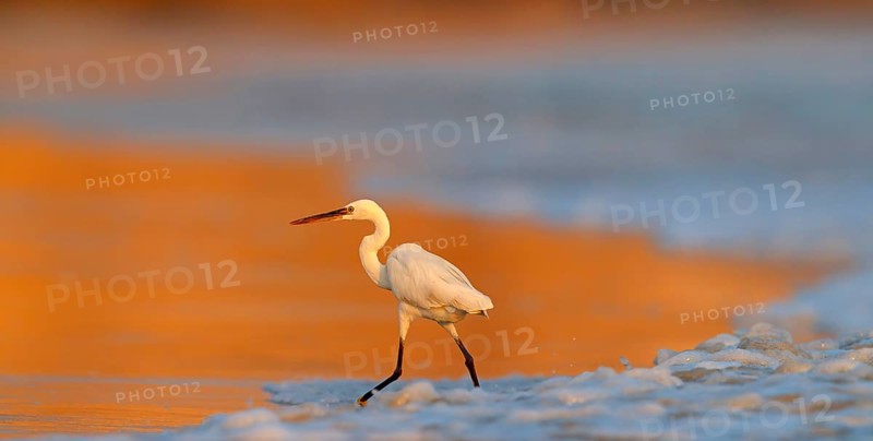 Heron, (Egretta gularis), heron family, biotope, habitat, waters, foraging, animals, birds, Raysut, Salalah, Dhofar, Oman