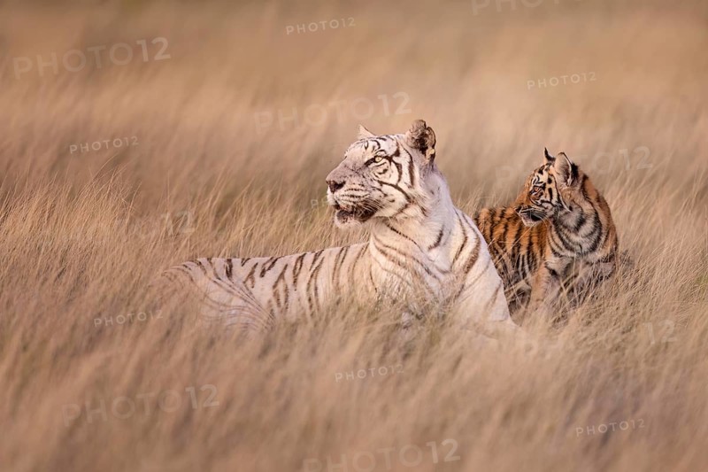 Bengal Tiger (Panthera tigris) white morph mother with cub, captive, Philippolis, South Africa