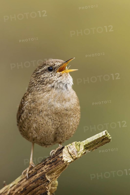 Eurasian Wren (Troglodytes troglodytes) singing, Bavaria, Germany