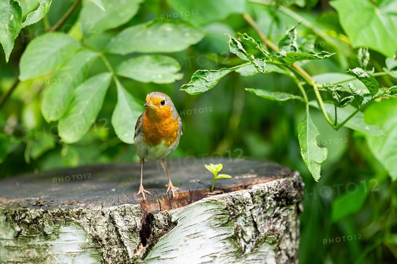 European robin (Erithacus rubecula) sitting on a rock, Bavaria, Germany