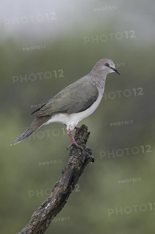 White-tipped Dove (Leptotila verreauxi), Texas, USA