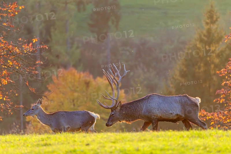 An Altai maral stag (Cervus canadensis sibiricus) checks a female for readiness to mate. A tree in autumnal colors stands light-flooded behind them