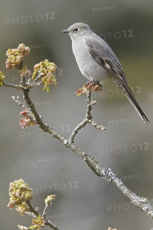 Townsend's Solitaire (Myadestes townsendi), British Columbia, Canada