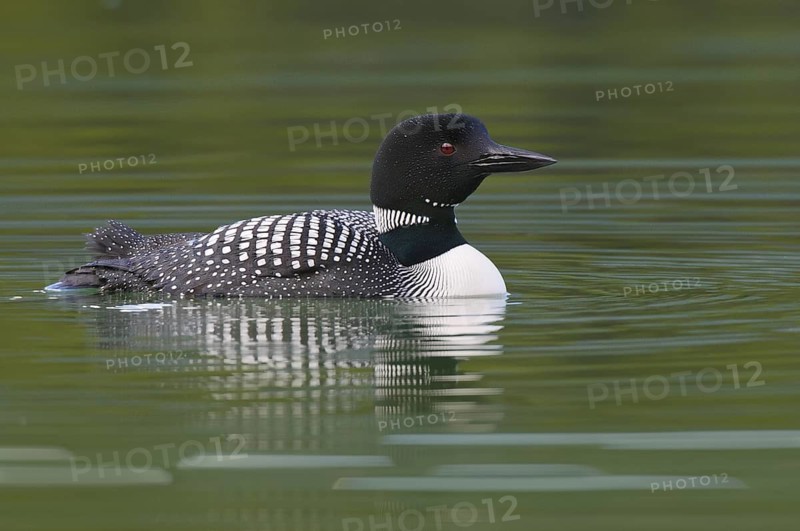 Great Northern Loon (Gavia immer), Alberta, Canada