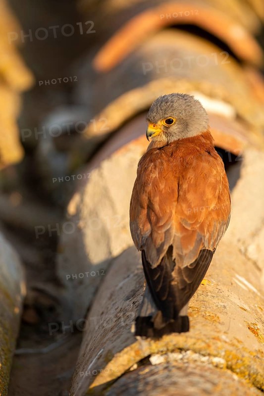 Lesser Kestrel (Falco naumanni) male on a roof, Castile-La Mancha, Spain