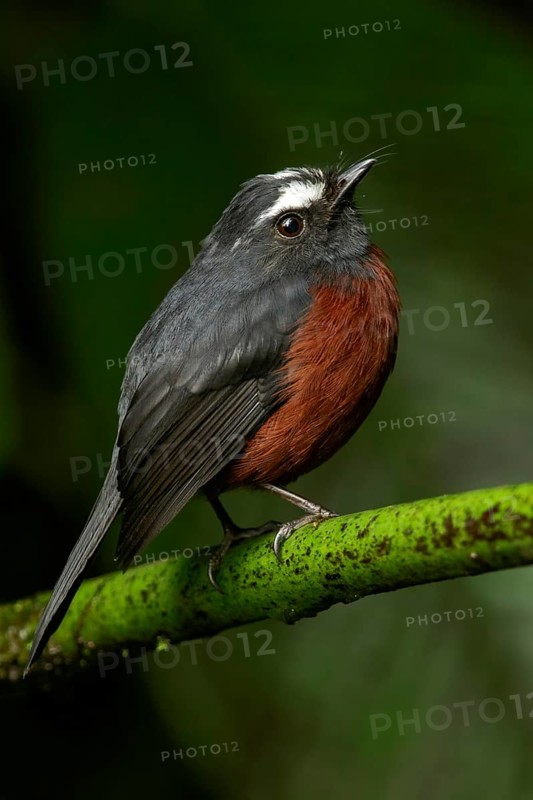 Slaty-backed Chat-tyrant (Ochthoeca cinnamomeiventris) perched on a branch in the Andes mountains in Colombia