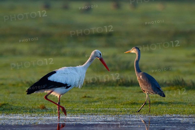 White Stork & Grey Heron (Ciconia ciconia & Ardea cinerea) foraging, North Rhine-Westphalia, Germany
