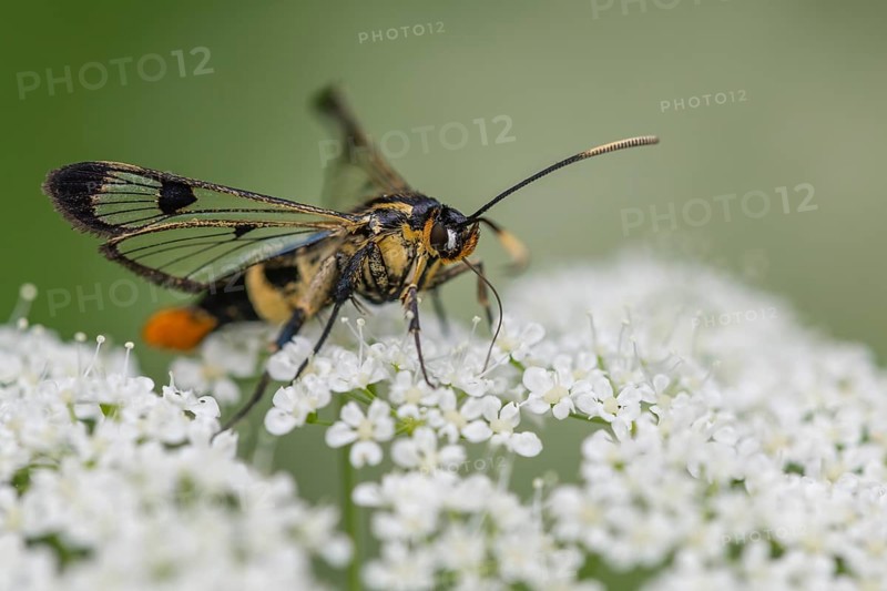 Large birch glasswing (Synanthedon scoliaeformis), Ahlhorn, Lower Saxony, Germany